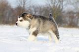 ALASKAN MALAMUTE 290